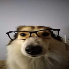 PP de Acide désoxyribonucléique