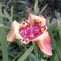 PP de Aloïs/LadyPacmon