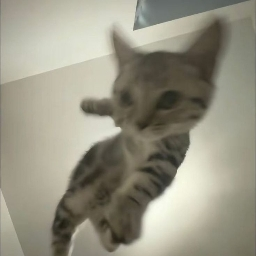 PP de Kyu