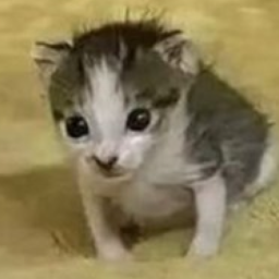 PP de L'atterrisseur de Juin 😎