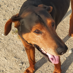 PP de Amiralgaby 🕊