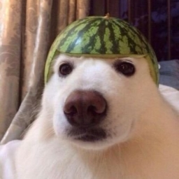 PP de Kamoulox